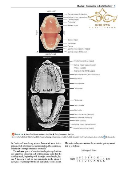 Wheeler's Dental Anatomy, Physiology and Occlusion فیزیولوژی و آناتومی ویلر
