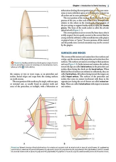 Wheeler's Dental Anatomy, Physiology and Occlusion فیزیولوژی و آناتومی ویلر