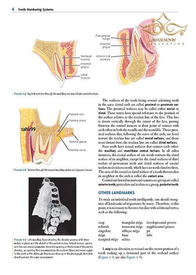 Wheeler's Dental Anatomy, Physiology and Occlusion فیزیولوژی و آناتومی ویلر