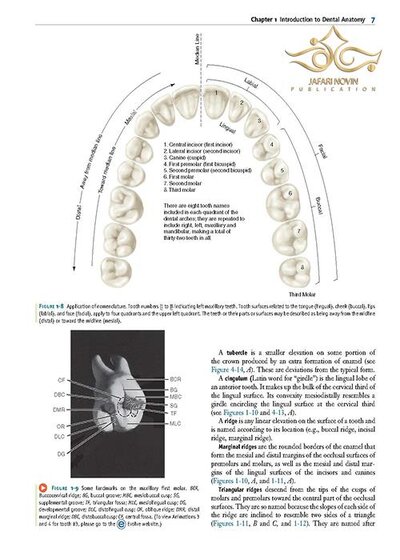 Wheeler's Dental Anatomy, Physiology and Occlusion فیزیولوژی و آناتومی ویلر