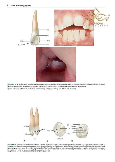 Wheeler's Dental Anatomy, Physiology and Occlusion فیزیولوژی و آناتومی ویلر