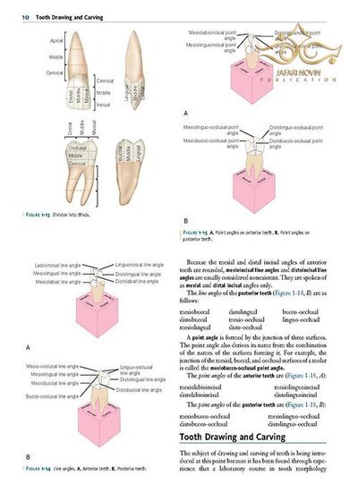 Wheeler's Dental Anatomy, Physiology and Occlusion فیزیولوژی و آناتومی ویلر