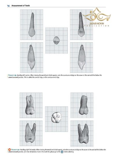 Wheeler's Dental Anatomy, Physiology and Occlusion فیزیولوژی و آناتومی ویلر