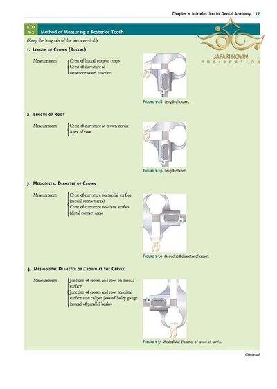 Wheeler's Dental Anatomy, Physiology and Occlusion فیزیولوژی و آناتومی ویلر