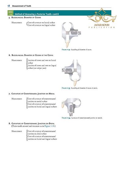 Wheeler's Dental Anatomy, Physiology and Occlusion فیزیولوژی و آناتومی ویلر