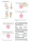 Wheeler's Dental Anatomy, Physiology and Occlusion فیزیولوژی و آناتومی ویلر