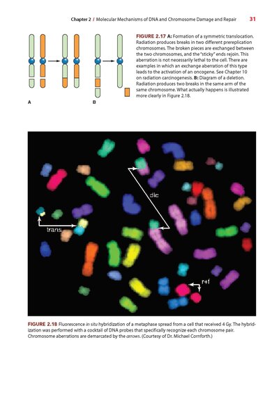 Radiobiology for the Radiologist