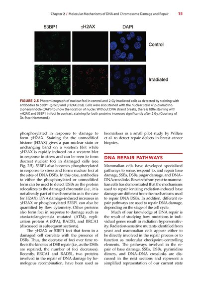 Radiobiology for the Radiologist