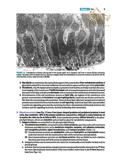 BRS Cell Biology and Histology (Board Review Series) Eighth Edition2019