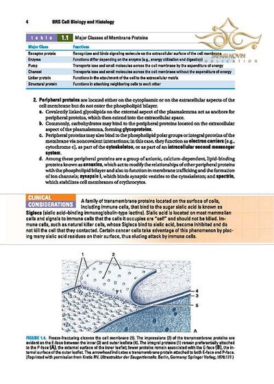 BRS Cell Biology and Histology (Board Review Series) Eighth Edition2019
