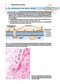 BRS Cell Biology and Histology (Board Review Series) Eighth Edition2019