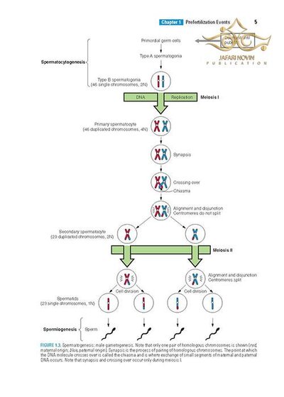 BRS Embryology (Board Review Series) Sixth Edition BRS