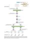 BRS Embryology (Board Review Series) Sixth Edition BRS