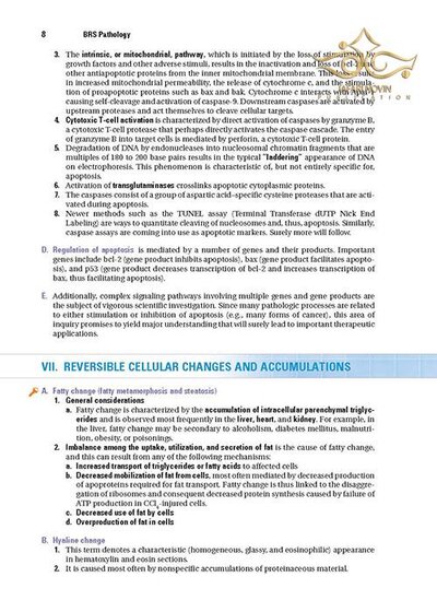 BRS Pathology (Board Review Series) Fifth, North American Edition