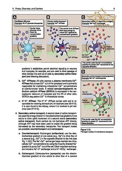 Lippincott® Illustrated Reviews: Physiology (Lippincott Illustrated Reviews Series) 2019 Second, North American Edition