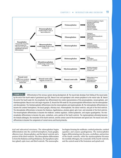 Neuroanatomy and Neurophysiology for Speech and Hearing Sciences2018