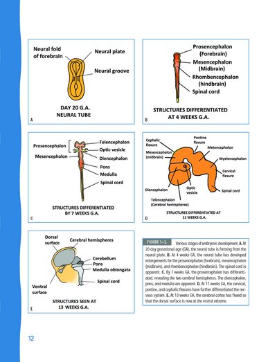 Neuroanatomy and Neurophysiology for Speech and Hearing Sciences2018