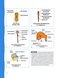 Neuroanatomy and Neurophysiology for Speech and Hearing Sciences2018