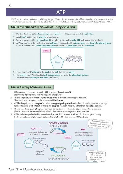 A-Level Biology: AQA Year 1 & 2 Complete